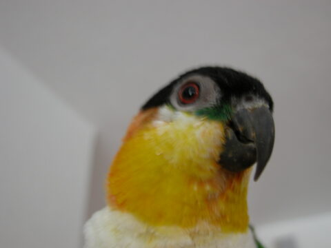 How Long Do Parrots Live Worldwide | Parrot Lifespan Information